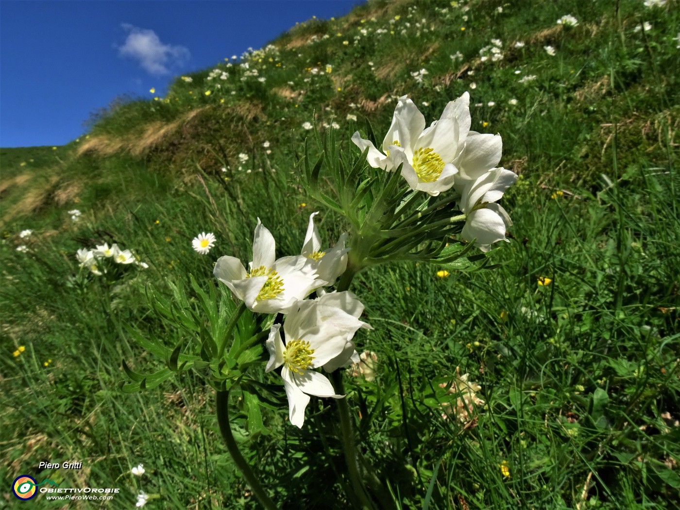 15 Anemonastrum narcissiflorum (Anemone narcissino) .JPG